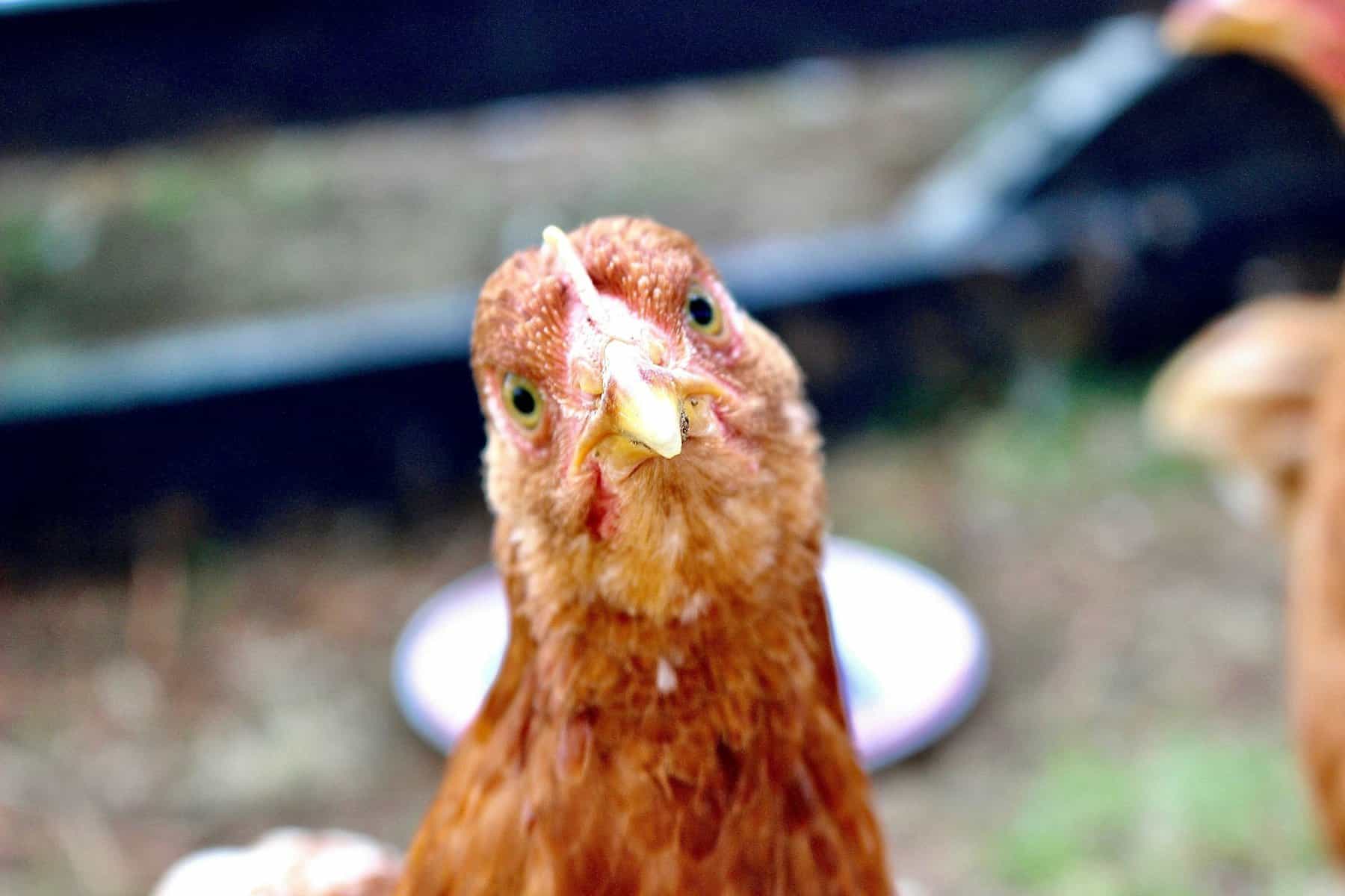 Smiling chicken cruelty free