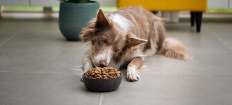 Vegan Dog Food