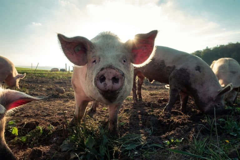 are pigs intelligent