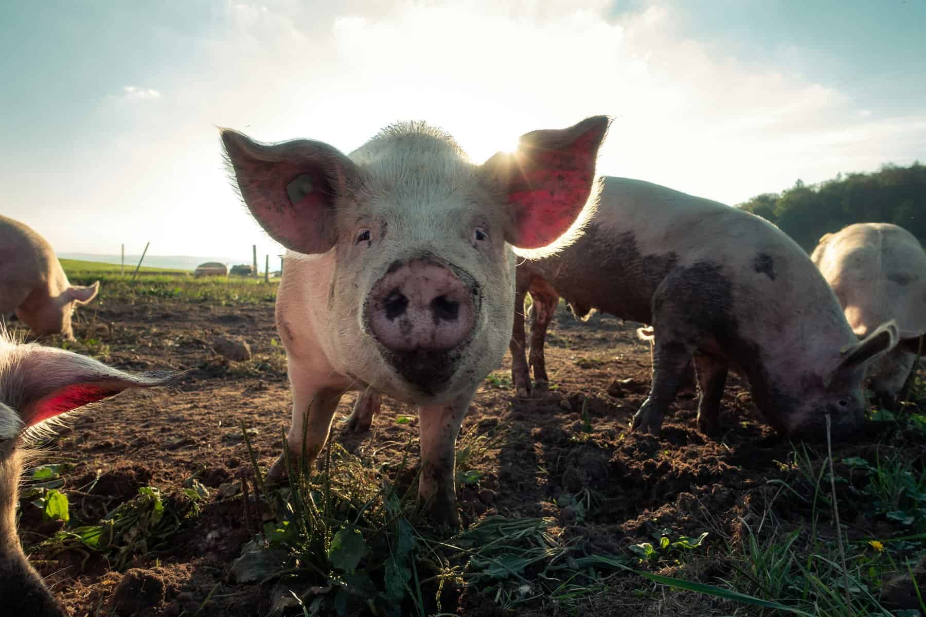 are pigs intelligent